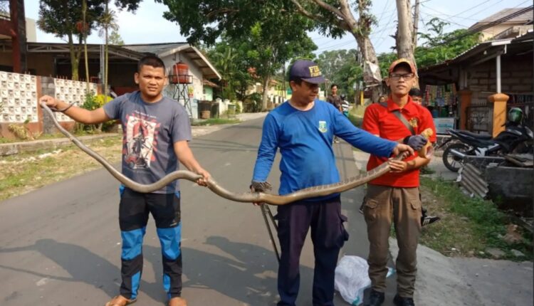 Ngeri Ular Kobra Sepanjang Meter Ditemukan Di Rumah Warga Di