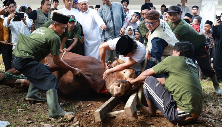 Al Muktabar Sembelih Sapi Kurban Bantuan Presiden Jokowi Seberat