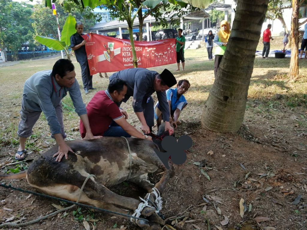 Potong Kurban 3 Ekor Sapi dan 1 Kambing, BPS Banten Ingin Berbagi dan