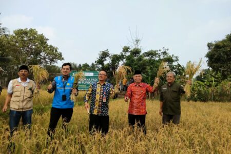 Mathla’ul Anwar Gelar Panen Raya Padi Aplikasi Pupuk Organik Berbahan Dasar FABA PLTU 2 Labuan